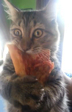 pizza 10 000 bitcoins